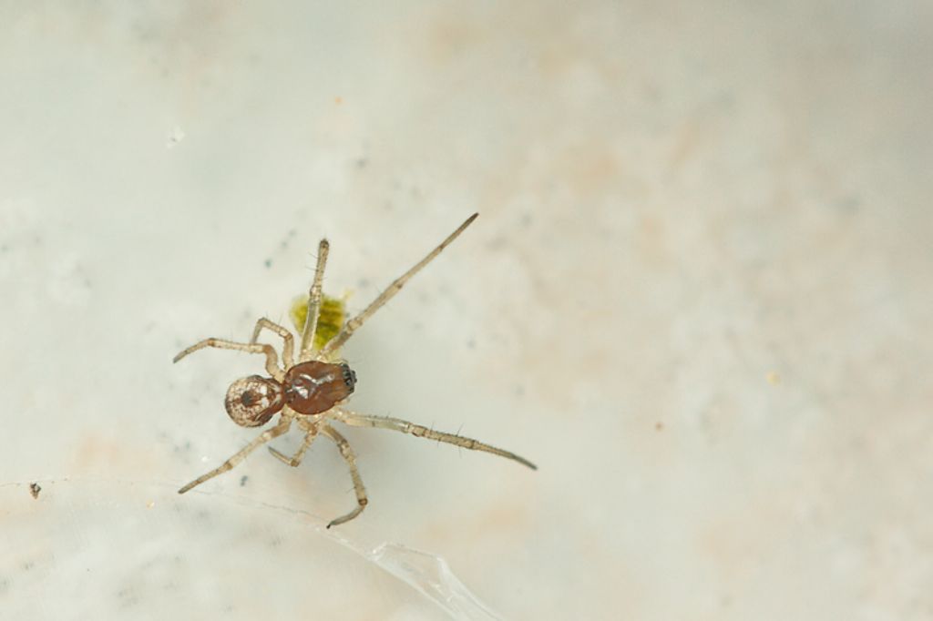 Theridiidae - Malta